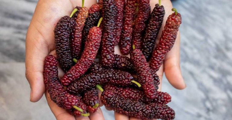 ഈ വേനലിൽ കഴിക്കാം ആരോഗ്യഗുണങ്ങളേറും മള്‍ബെറി