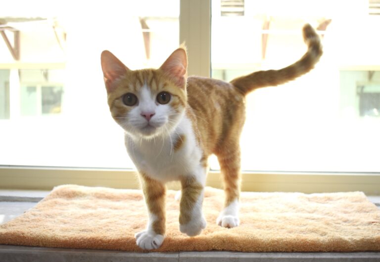 മരുഭൂമിയില്‍ വളര്‍ത്തുമൃഗങ്ങളെ ഉപേക്ഷിച്ചാല്‍ നടപടി:മുന്നറിയിപ്പുമായി അബുദബി മുന്‍സിപ്പാലിറ്റി