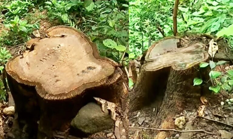 ഇടുക്കിയിൽ റിസർവ് വനത്തിൽ തേക്കുമരങ്ങൾ മുറിച്ച് കടത്തി; വനംവകുപ്പ് ഉദ്യോഗസ്ഥരുടെ ഒത്താശയോടെയെന്ന് ആരോപണം