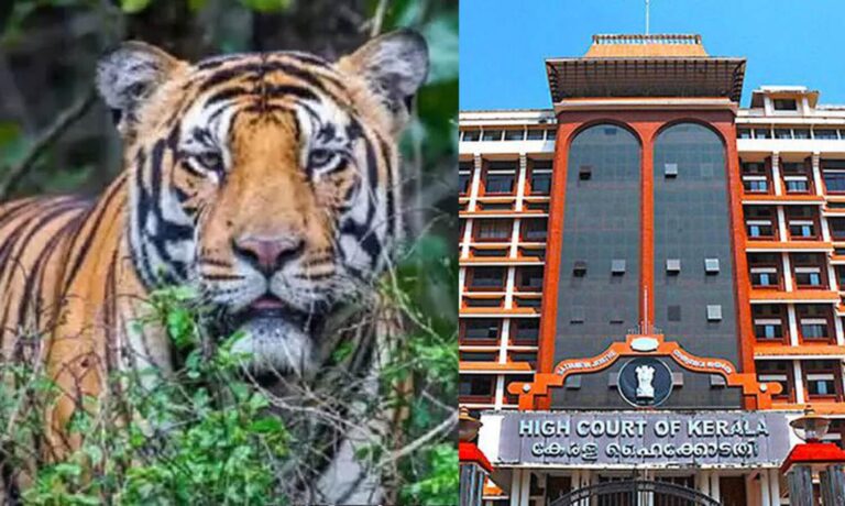 നരഭോജി കടുവയെ വെടിവെക്കാനുള്ള ഉത്തരവിനെതിരെ നൽകിയ ഹർജി ഹൈകോടതി തള്ളി; ഹർജിക്കാരന് 25,000 രൂപ പിഴ