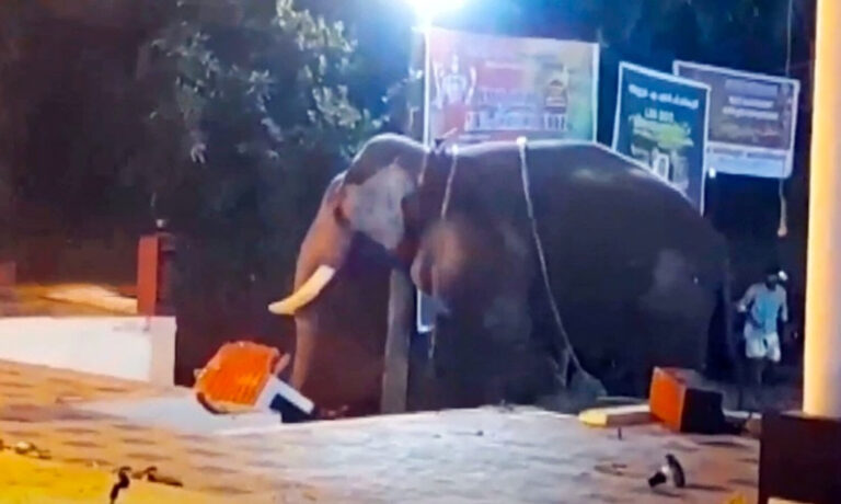 കൊയിലാണ്ടിയിൽ ഉത്സവത്തിനിടെ ആന ഇടഞ്ഞു; പാപ്പാന് പരുക്ക്