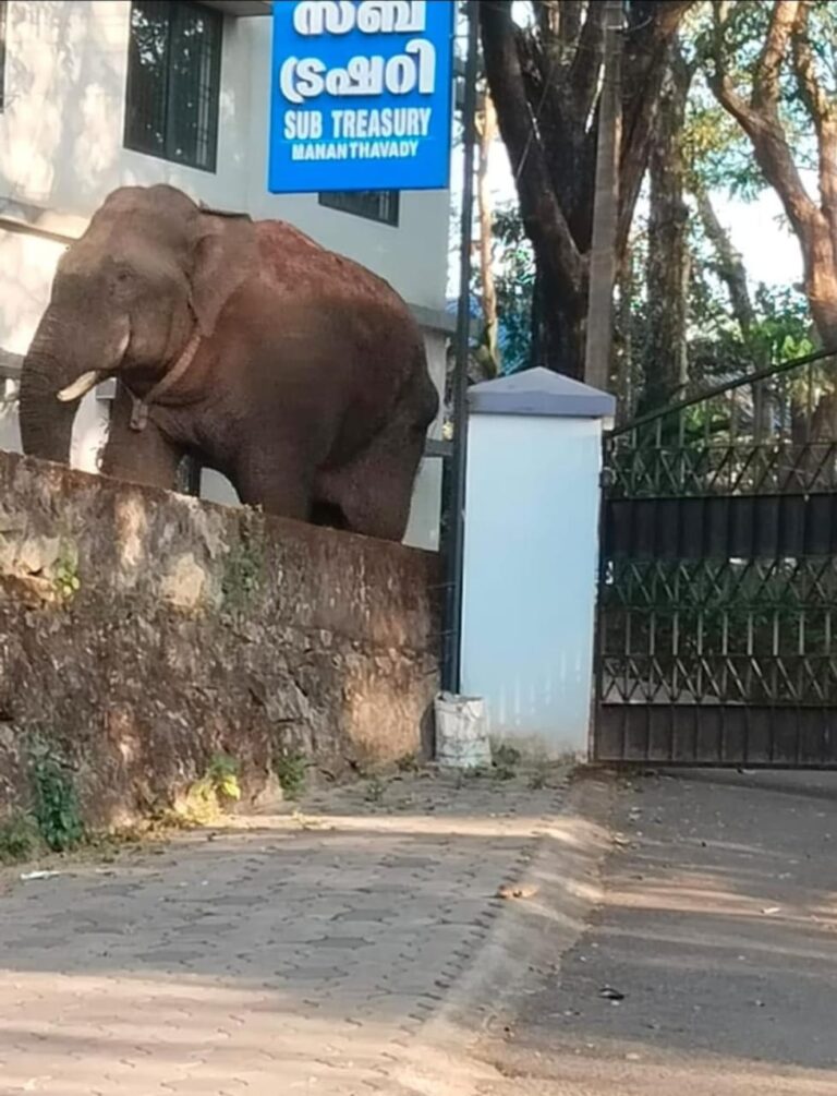 മാനന്തവാടി നഗരത്തിൽ ഭീതിപരത്തി കാട്ടാന; കുട്ടികളെ സ്കൂളിലേക്കു വിടരുതെന്ന് നിർദേശം