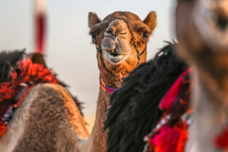 ഒട്ടക സൗന്ദര്യോത്സവം സംഘടിപ്പിച്ച് ഖത്തര്‍